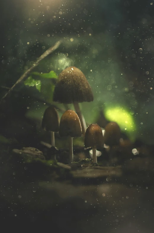 several mushrooms sitting together on the forest floor