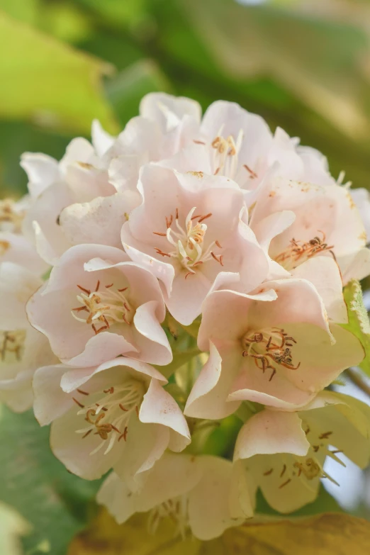 an orange and white plant with flowers on it