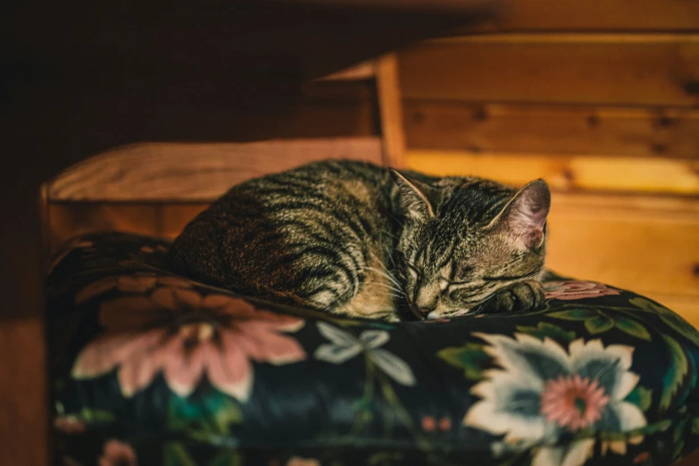 a cat is curled up sleeping on a chair