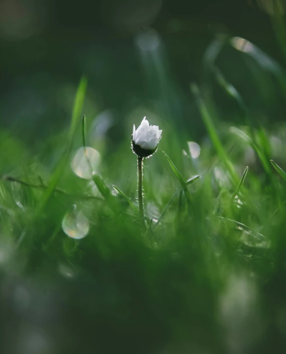 a single white flower is in the grass