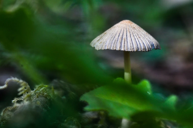 a small mushroom is growing in a mossy forest