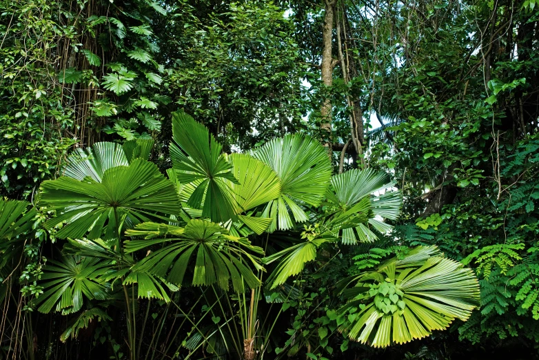 many tropical vegetation are in the jungle