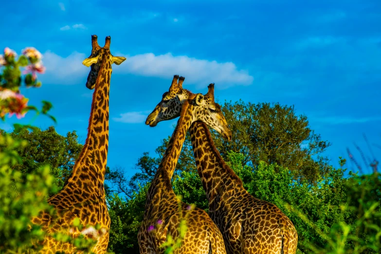 there are four giraffes standing together outside