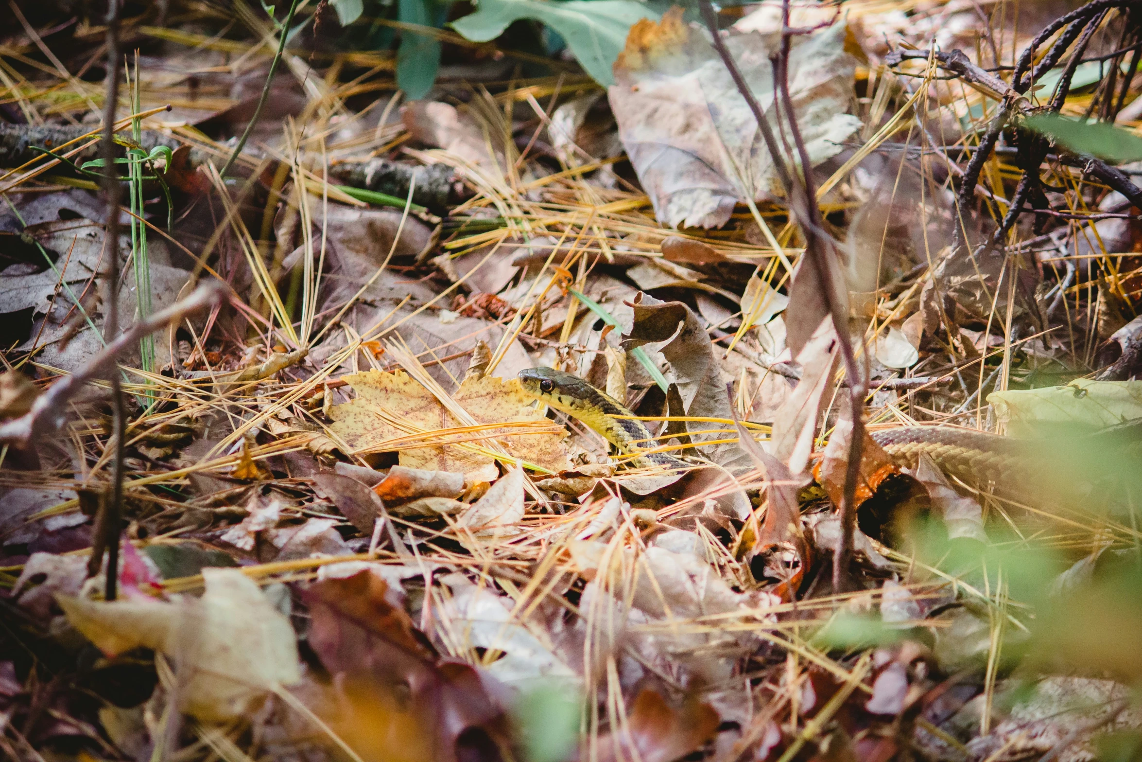 the view from the ground shows brown leaves and weeds