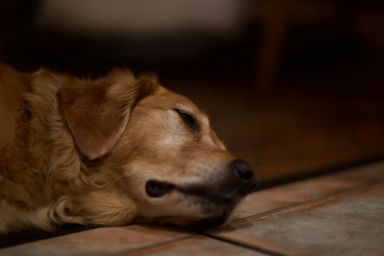 the golden dog is laying on a tiled floor