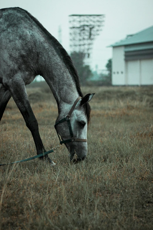 a horse eating grass in a field during the day