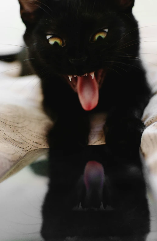 black cat with open mouth showing teeth laying down