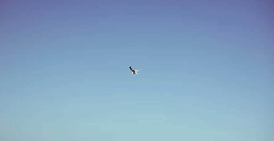 a bird flying in the sky high above a body of water