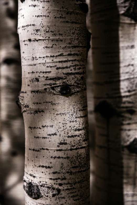 closeup of the trunks of many birch trees