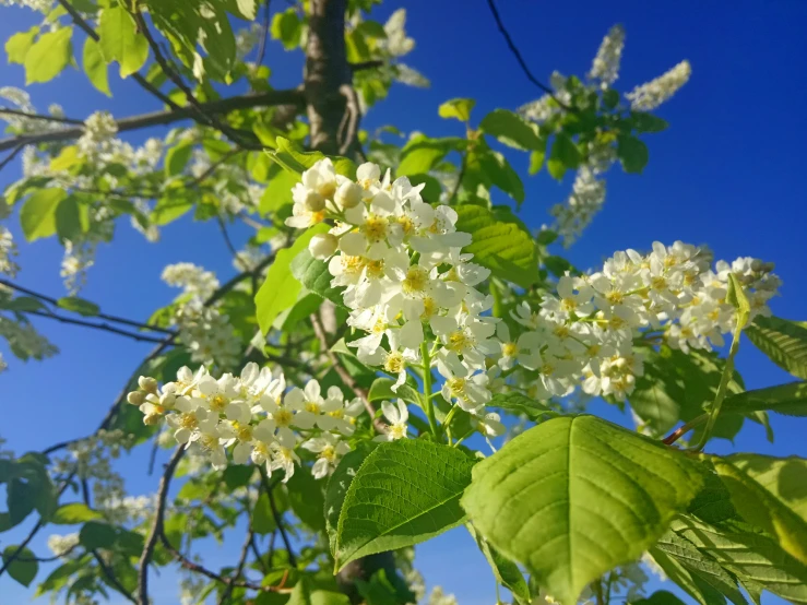 a bunch of white flowers that are growing in a tree