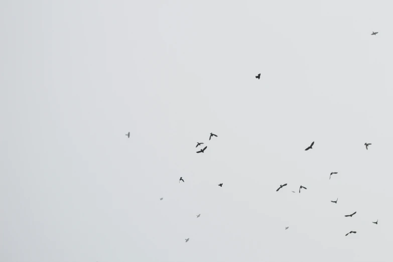 a flock of birds is flying in the sky
