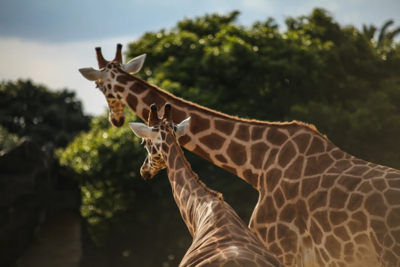a baby giraffe stands next to an adult giraffe