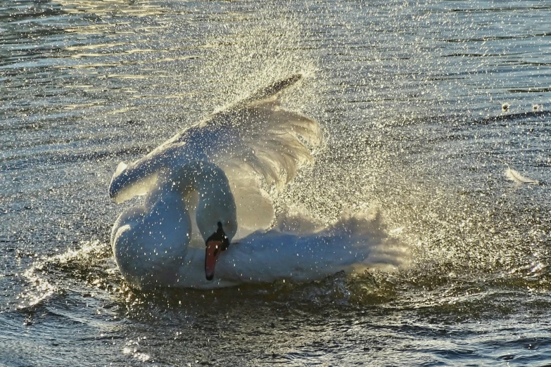 a swan in the water being splashed with food
