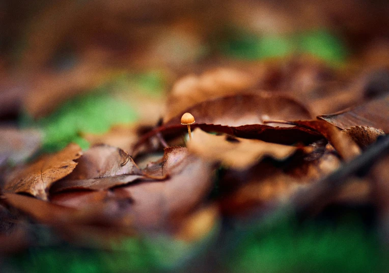 a view looking down at a leaf covered area