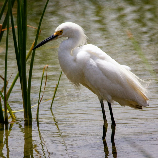 a white egret stands in shallow water near grass