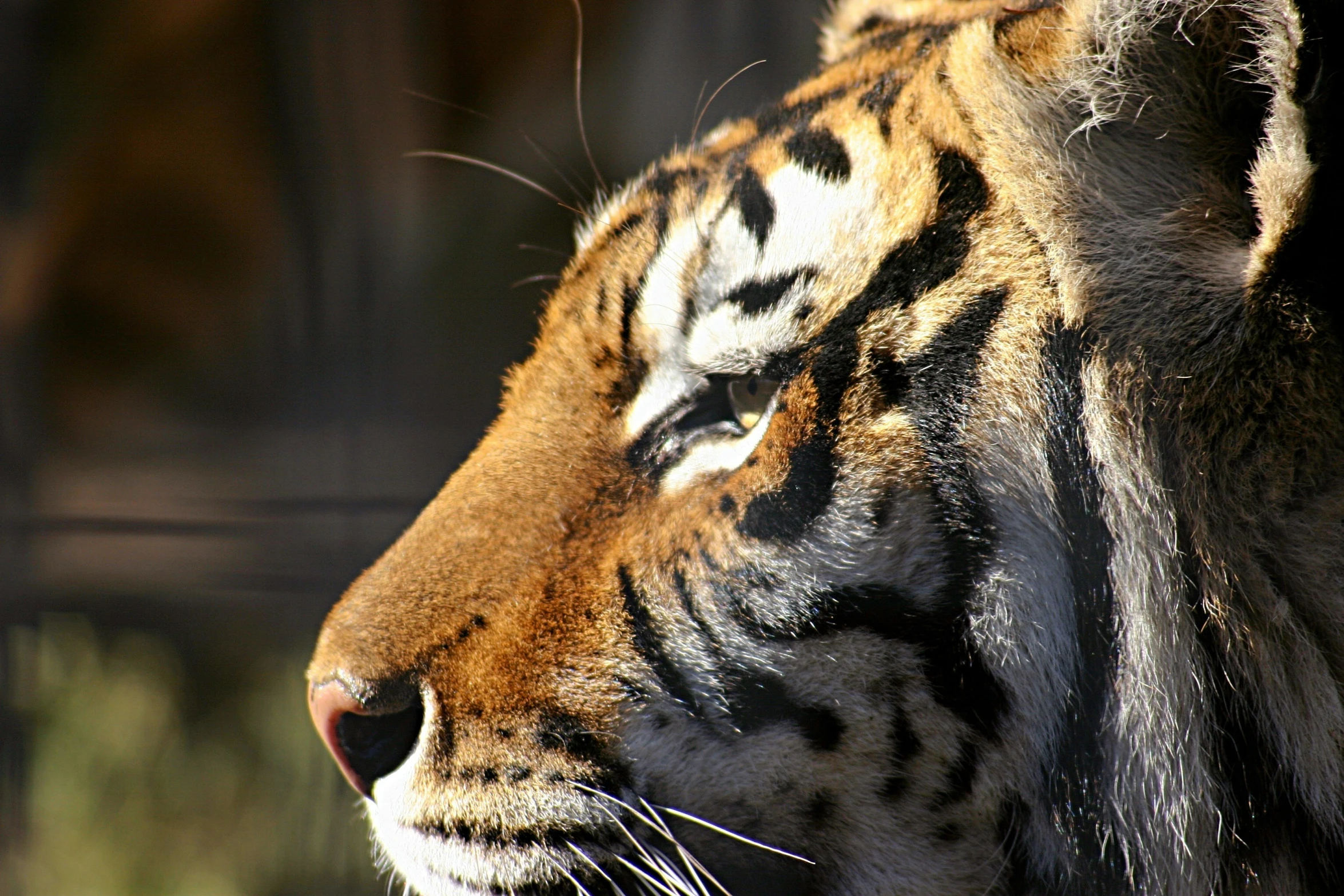 the close up of the tiger's face showing its stripes