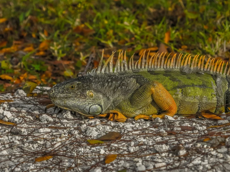 a green iguana on a rock in the grass
