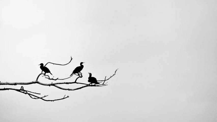 three birds sitting on nches in a foggy sky
