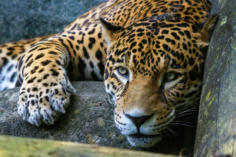 a close up of a jaguar laying on top of a stone