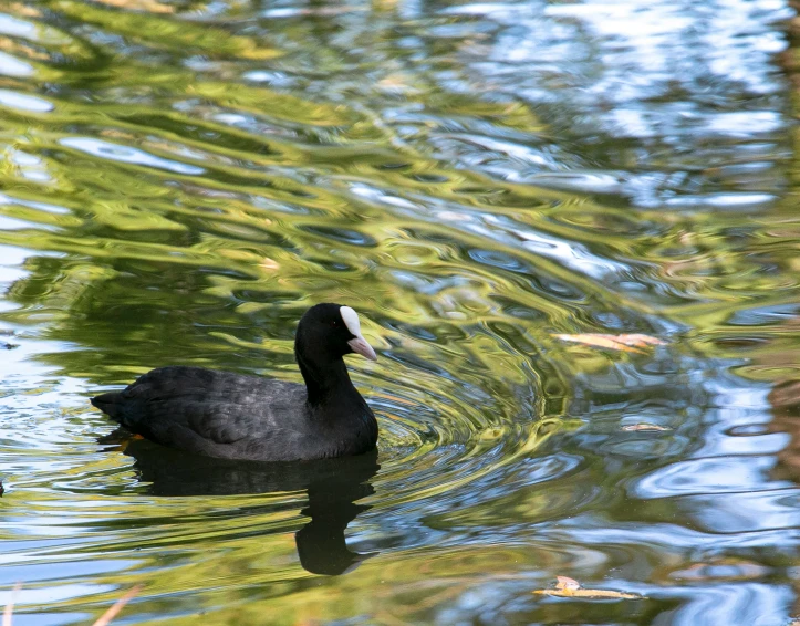 the black bird is swimming alone in the water