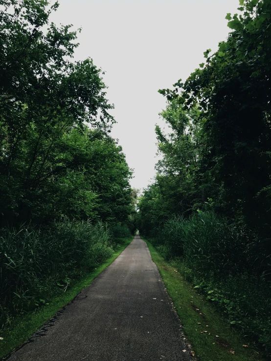 the road is lined with trees and bushes