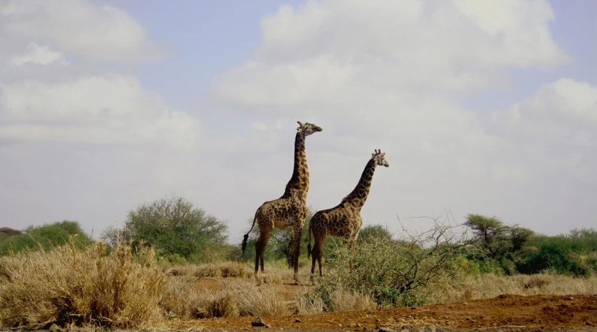 two giraffes stand in the wild near tall grass