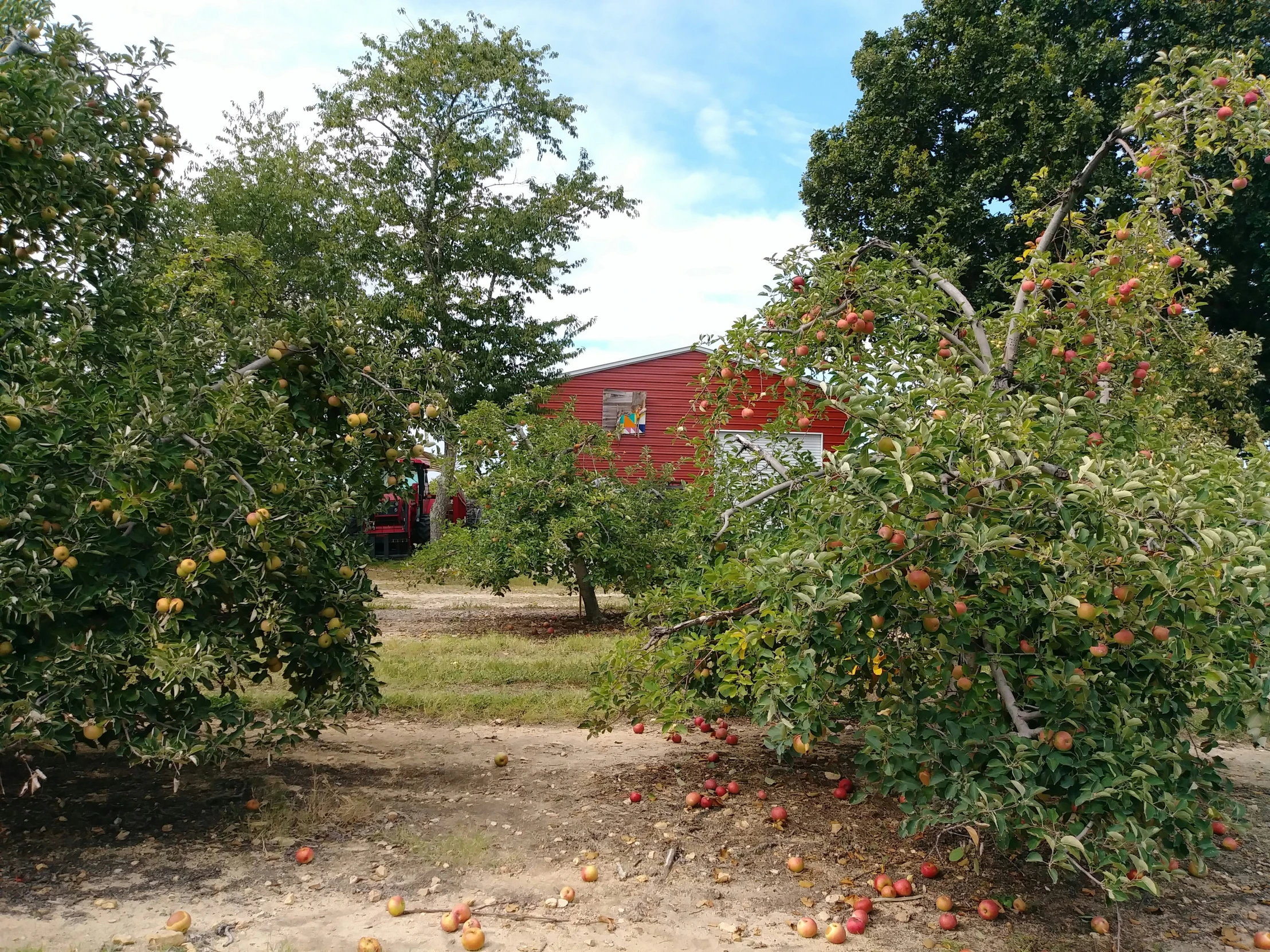 an apple orchard with a barn in the background