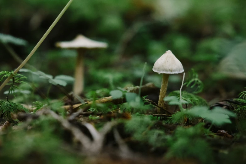 some small white mushrooms are growing on the forest floor