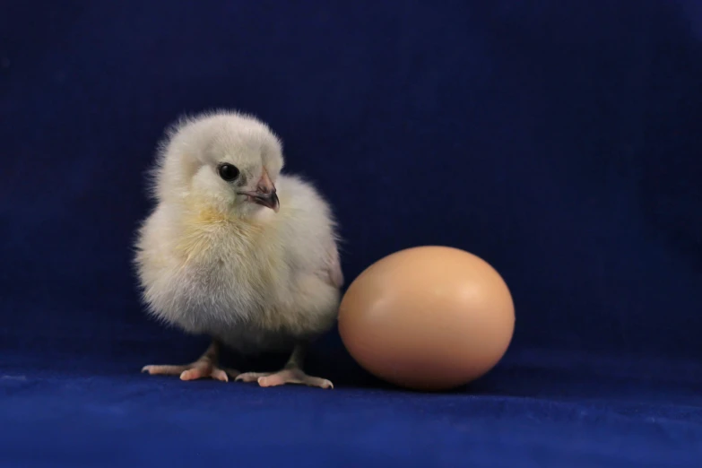 a small chicken standing near an egg on a blue background
