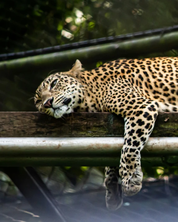 a leopard on a wood plank has it's mouth open