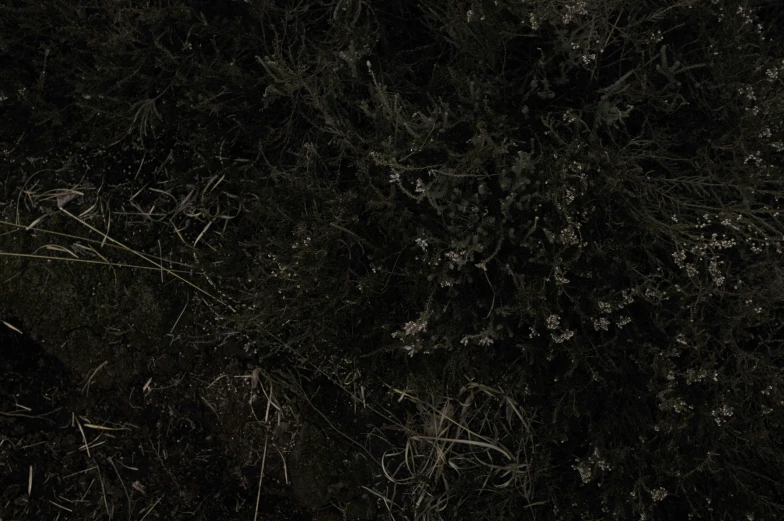 some very dark black colored bushes with white flowers