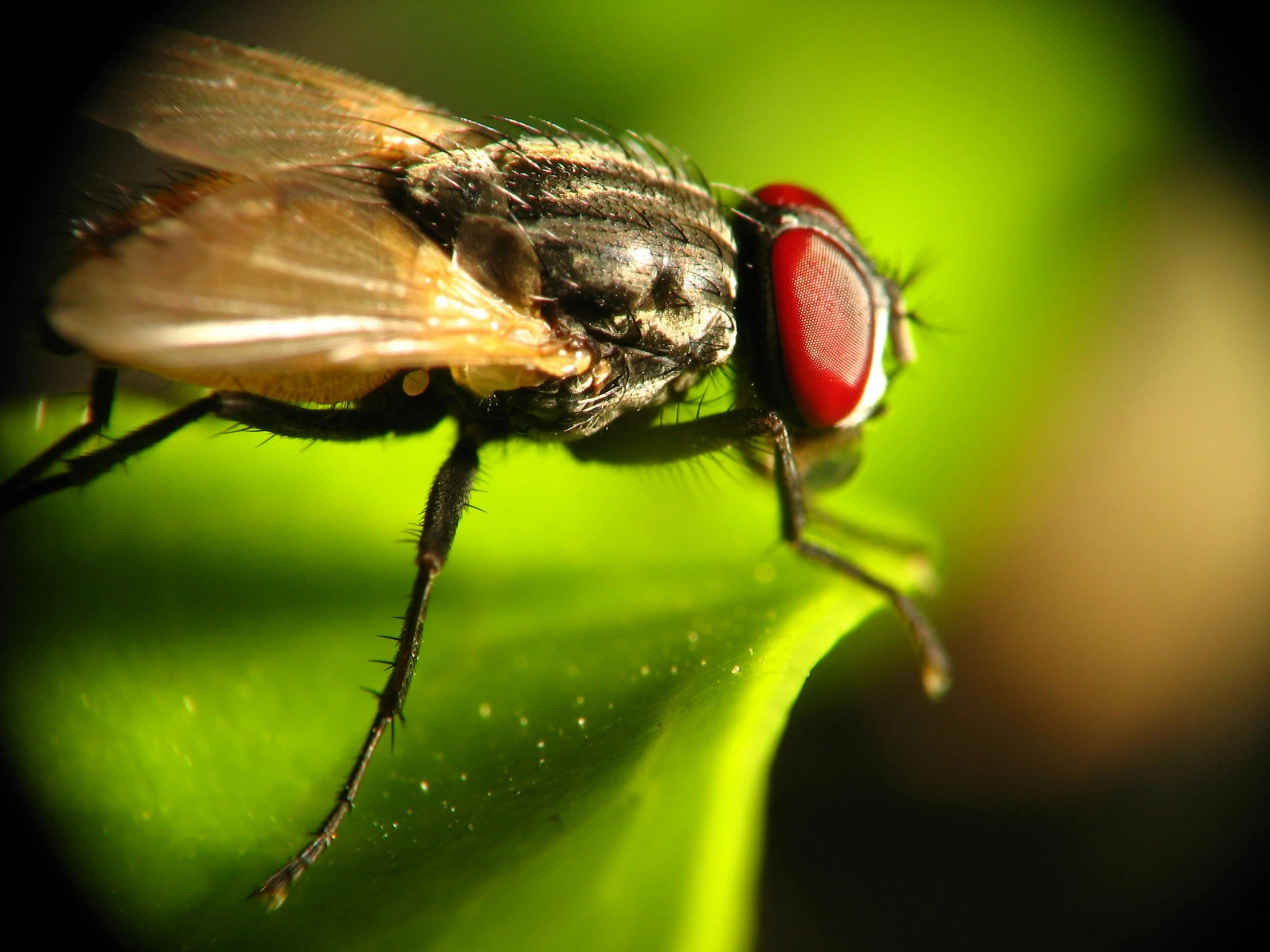 close up of a fly sitting on a green leaf