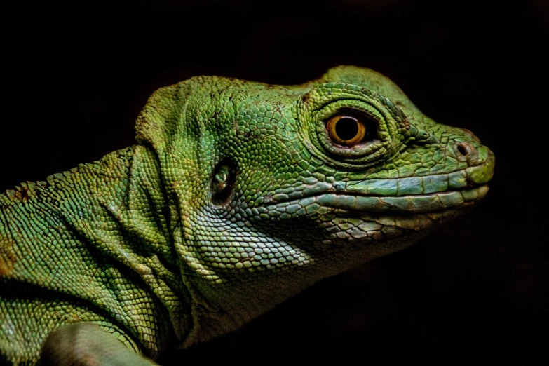 a green lizard with yellow eyes looking into the camera