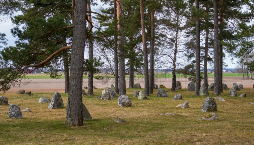 a field with a group of trees and some rocks