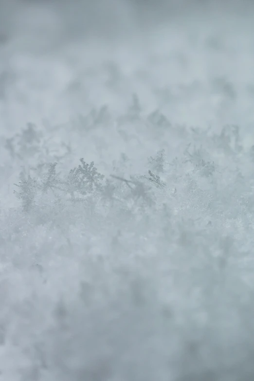 snow and a bird flying in the sky