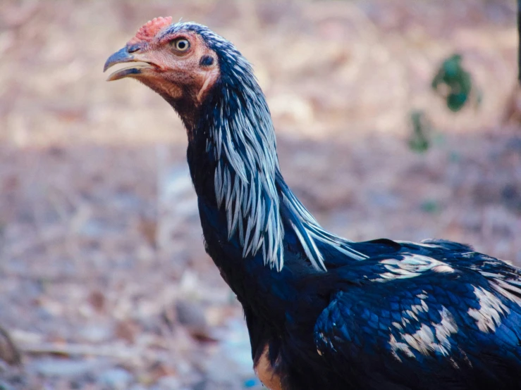 a large black and orange bird is in a field