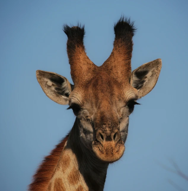 close up po of a giraffe's head