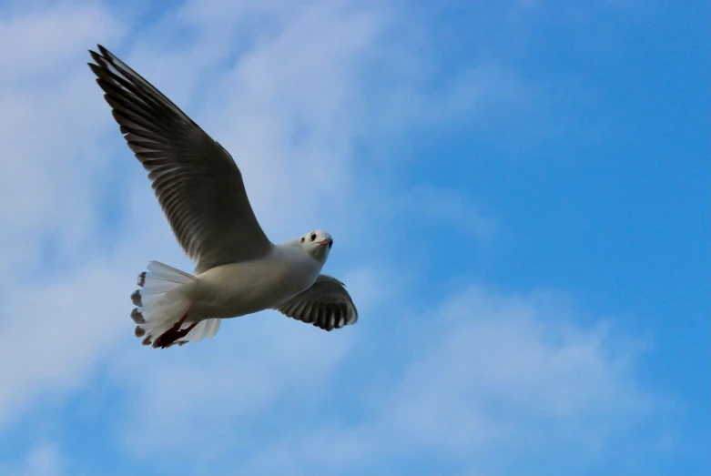 a white bird flying with blue sky and clouds behind it