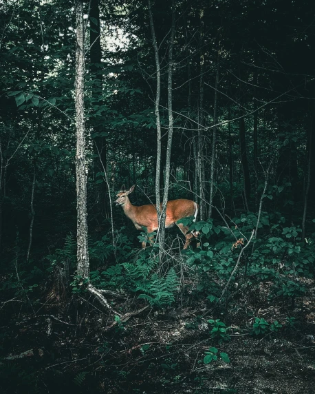 an image of a deer running through the woods