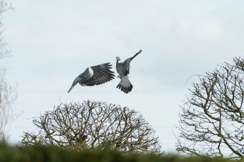 two birds flying low to the ground, while one flies by