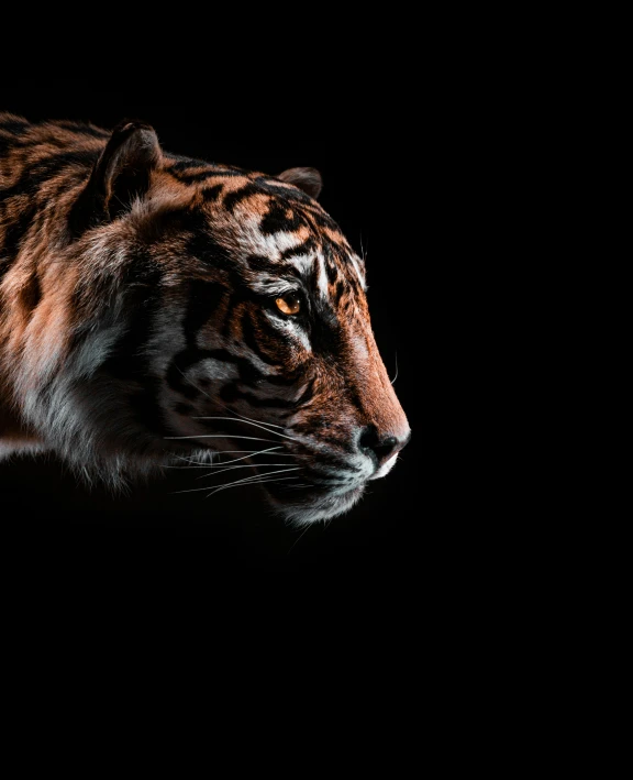 a tiger is in the dark on a black background