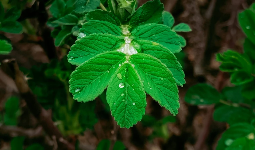 some green leaves with drops of rain