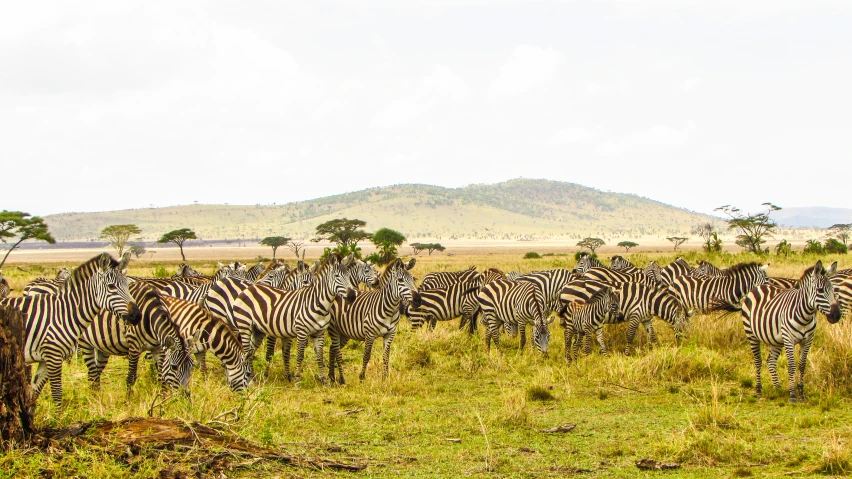 a herd of zes standing on a dry grassy plain