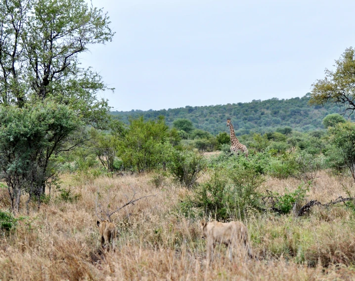 giraffes graze in a wooded area of grasslands