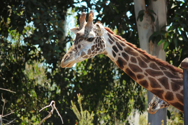 a giraffe is looking into the distance near trees