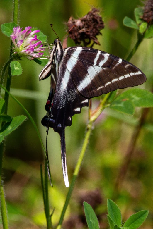 a white and black erfly is standing on a plant
