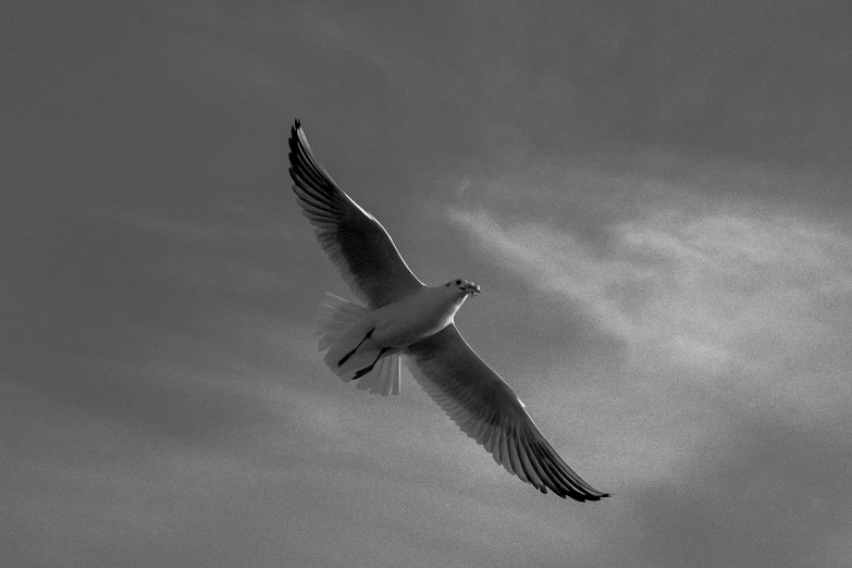 a large white bird is flying in the air