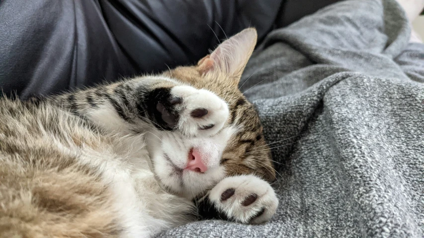 a cat is curled up and laying down