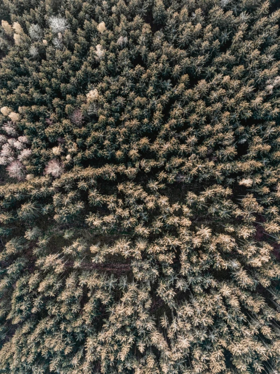 pine forest with a snow covered ground and sky