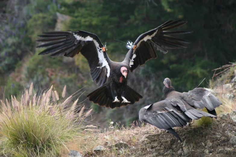 two birds that are on the side of a hill